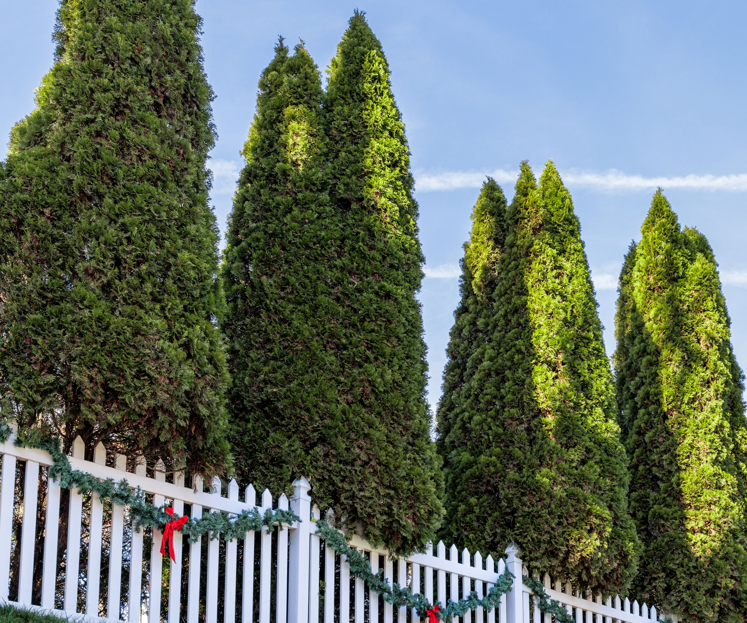 Italian cypress shrubs growing next to white fence in garden