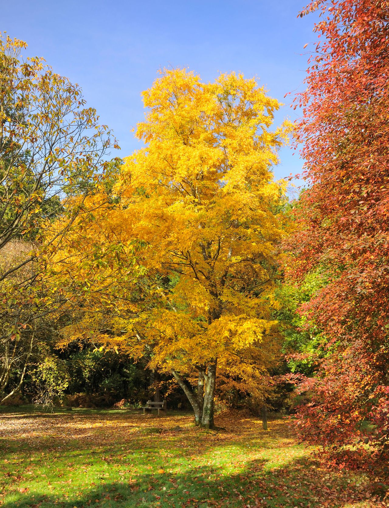 Birch trees: a guide to popular species | Homes & Gardens