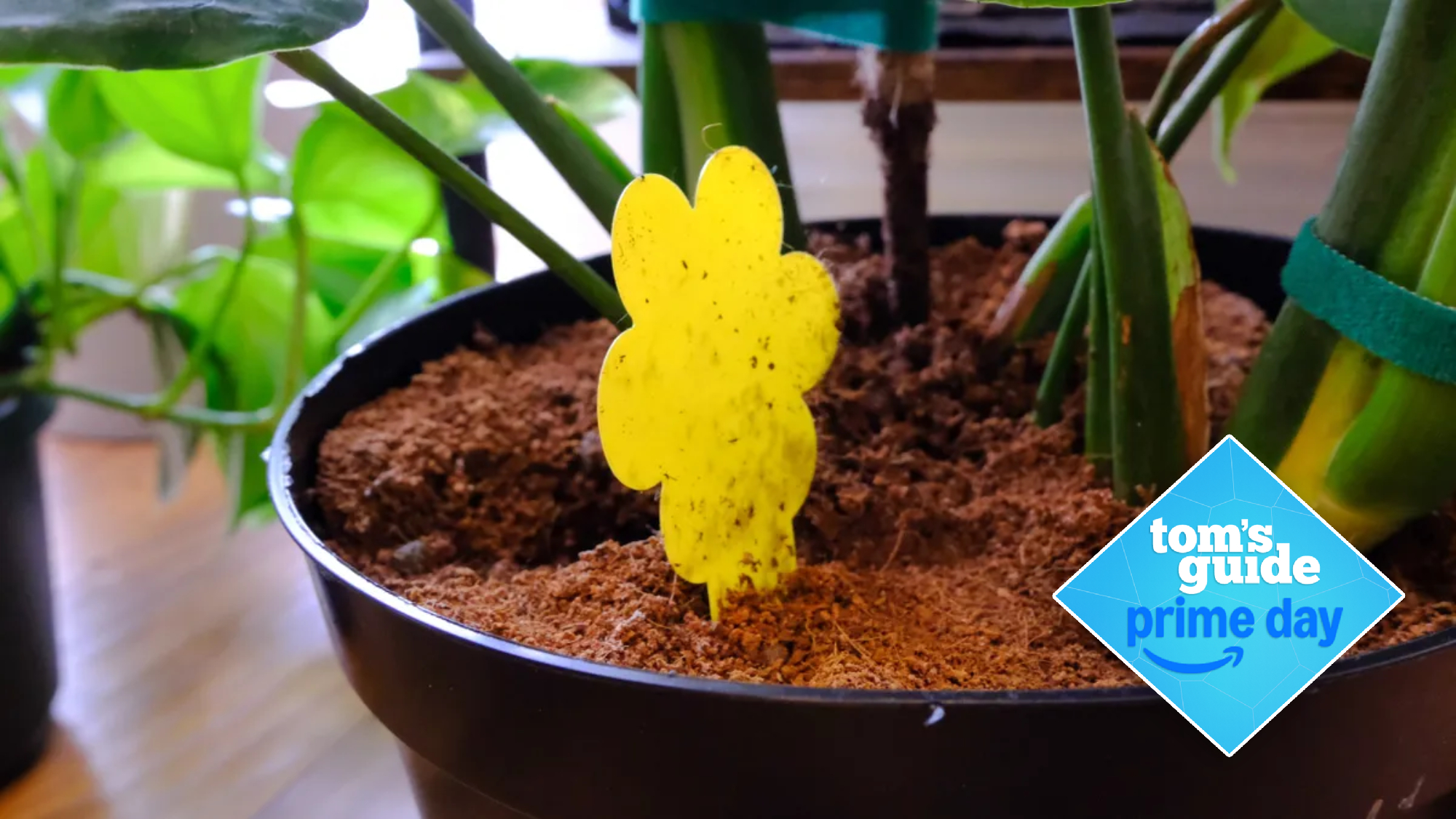 Fungus Gnats 
