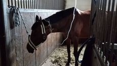 UA_horses_need_help3.jpg