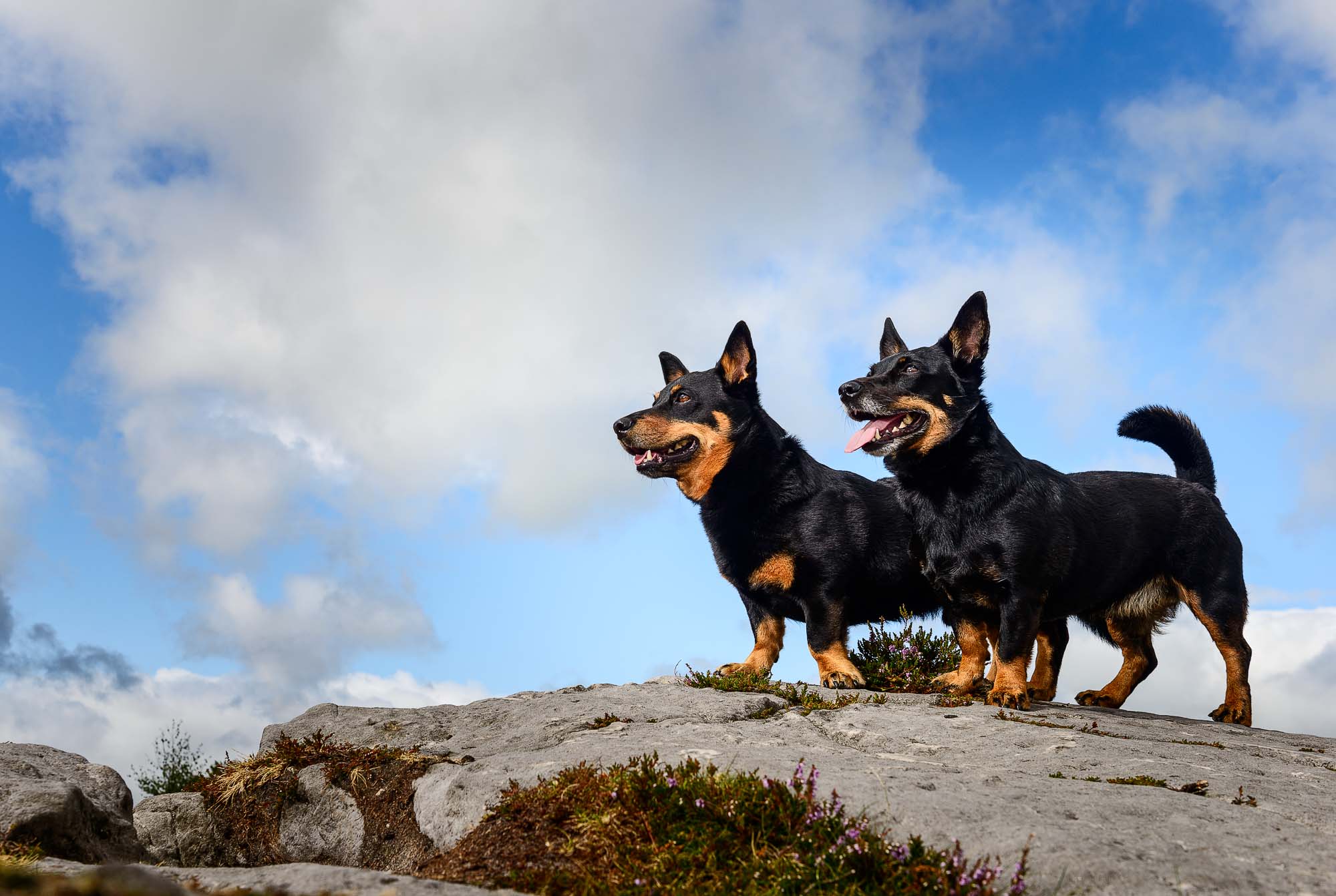 Two black and tan Lancashire Heelers standing on a rocky hilltop under a bright blue sky with scattered clouds, both facing to the left with alert expressions and ears pricked.