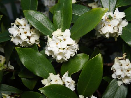 White Winter Daphne Plant