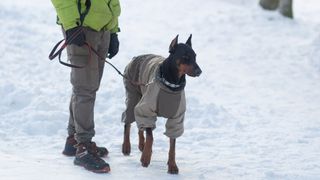 Doberman dressed in a jacket in the snow