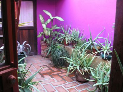 Indoor Atrium Garden Full of Plants