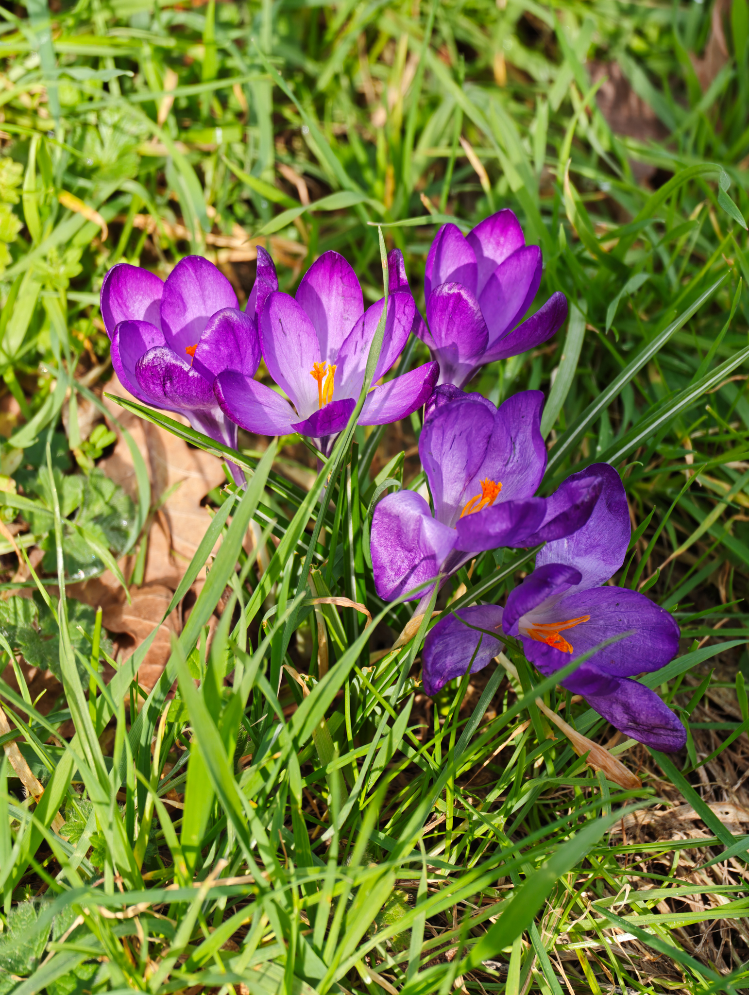 A photo taken on a Leica Leitzphone 200MP smartphone camera