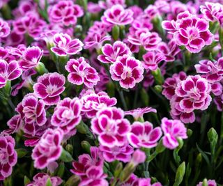 Dianthus garden pinks