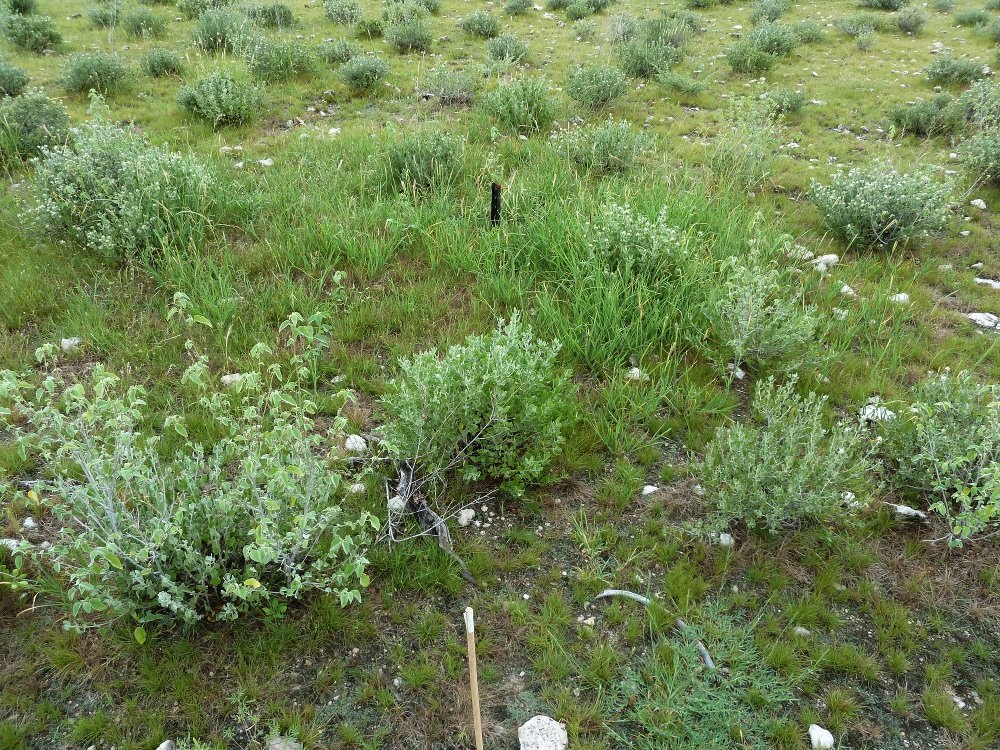 A site in the Etosha National Park in Namibia one year after the death of a zebra infected with the anthrax bacterium. Taller, greener grasses can be seen near the central stake marking where the carcass was located.