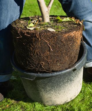 person removing a magnolia tree from a container so it can be planted in the ground