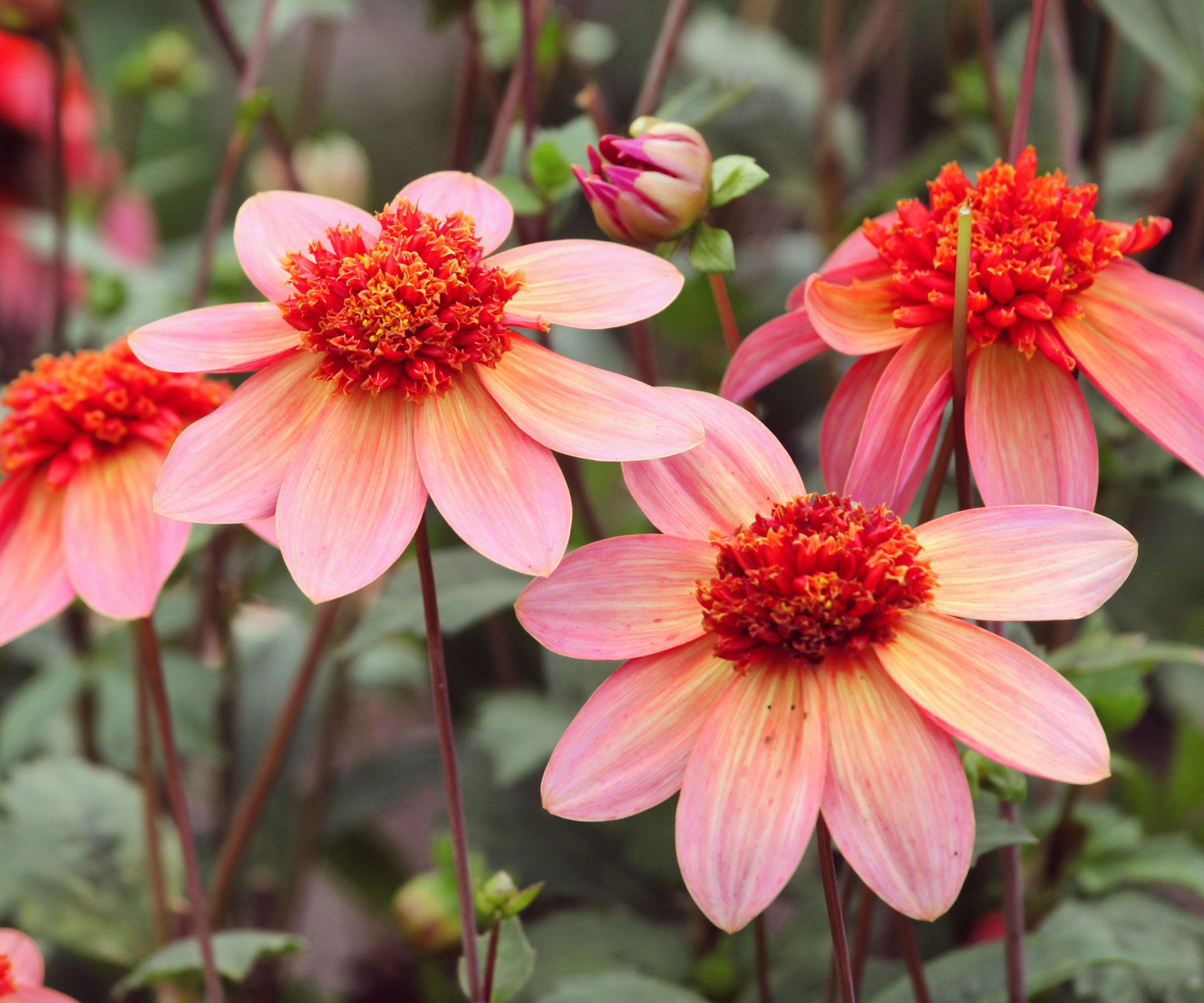 dahlia Totally Tangerine in full bloom