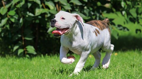 10 Dog That Are Often Mistaken For Pitbulls | PetsRadar