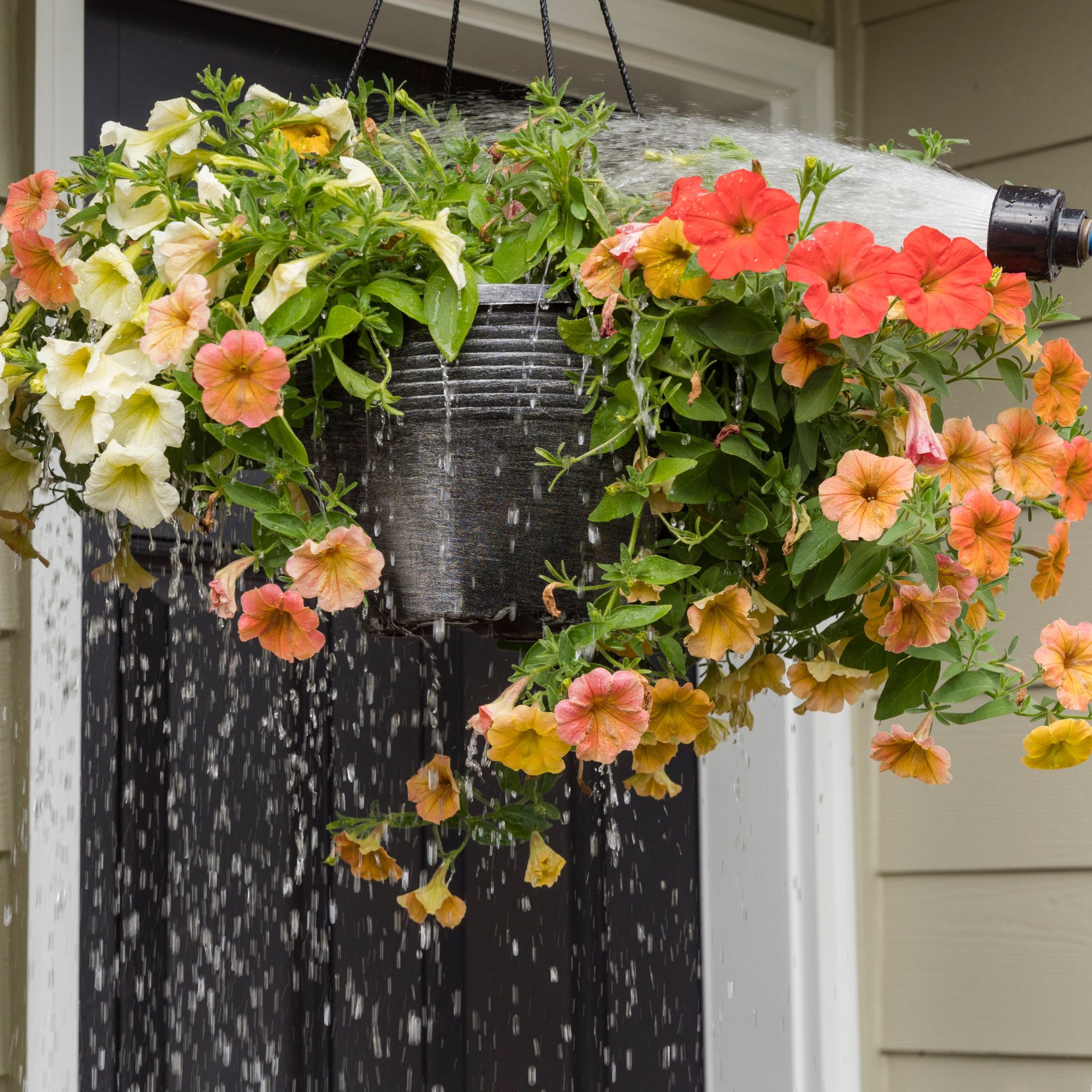 Watering hanging basket with orange petunias