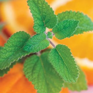 Lemon Balm, Mandarina