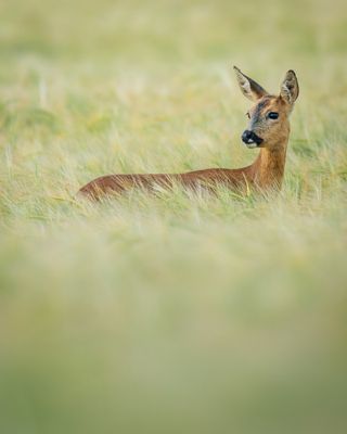 Put some spring into your step and capture roe deer, says Ben Sutcliffe
