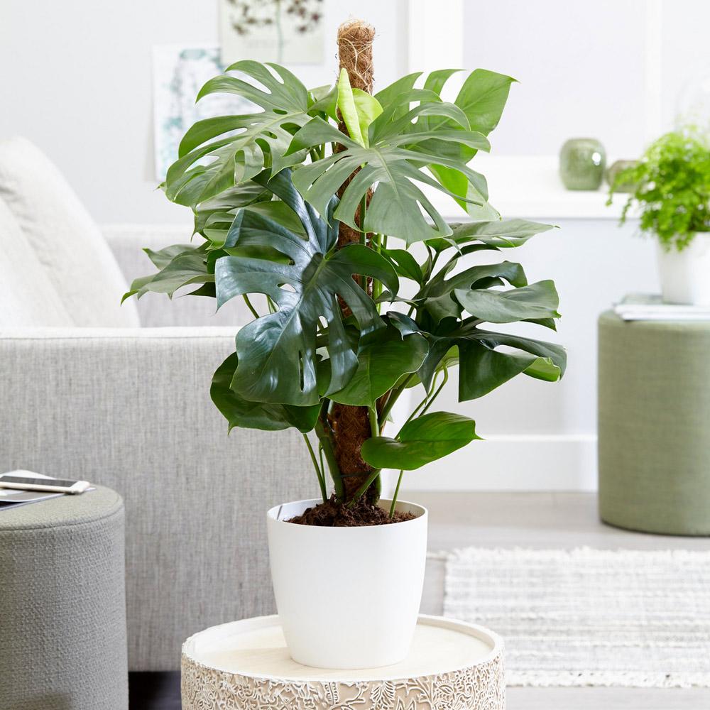 Monstera Deliciosa (swiss Cheese Plant)