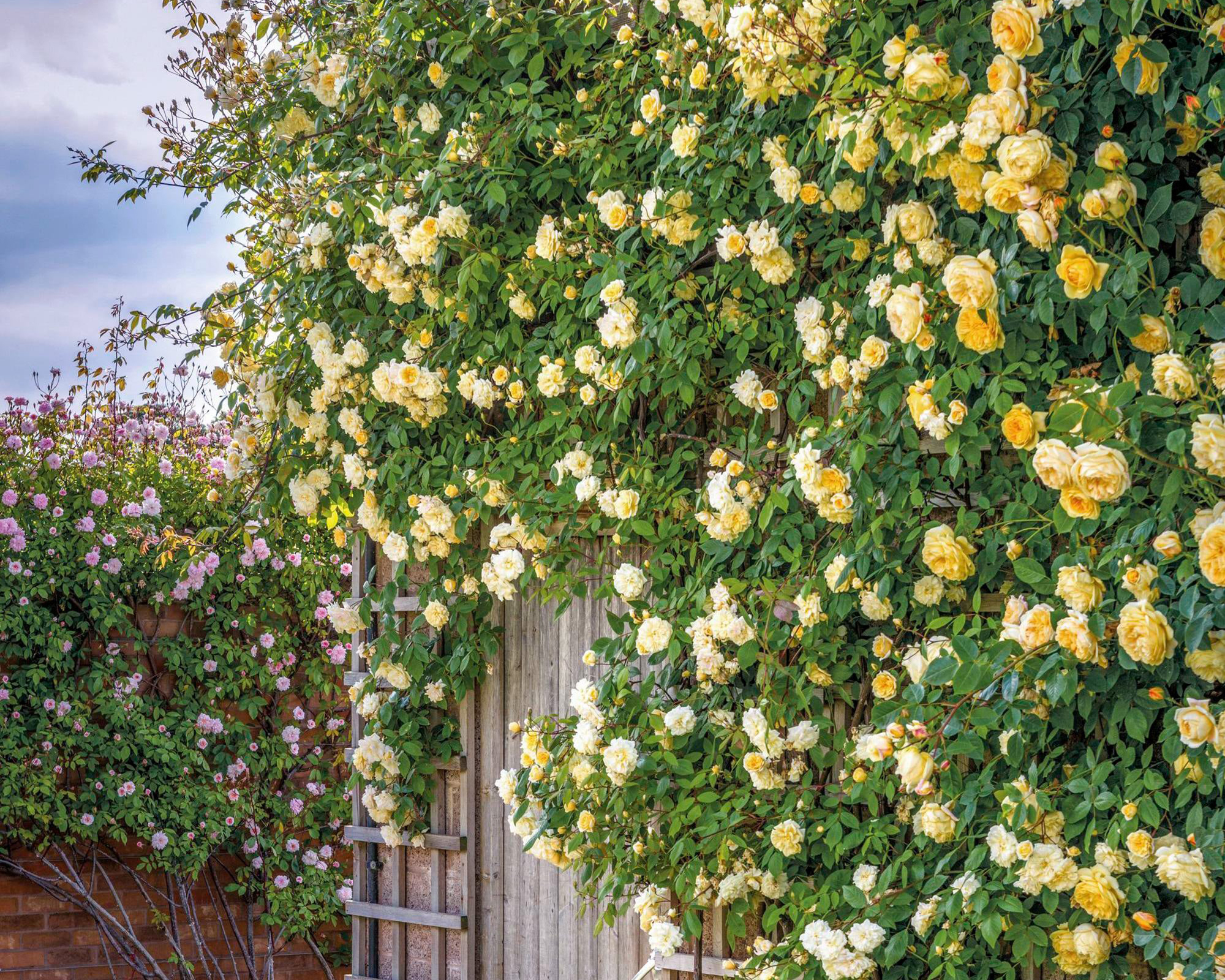David Austin Malvern Hills climbing rose