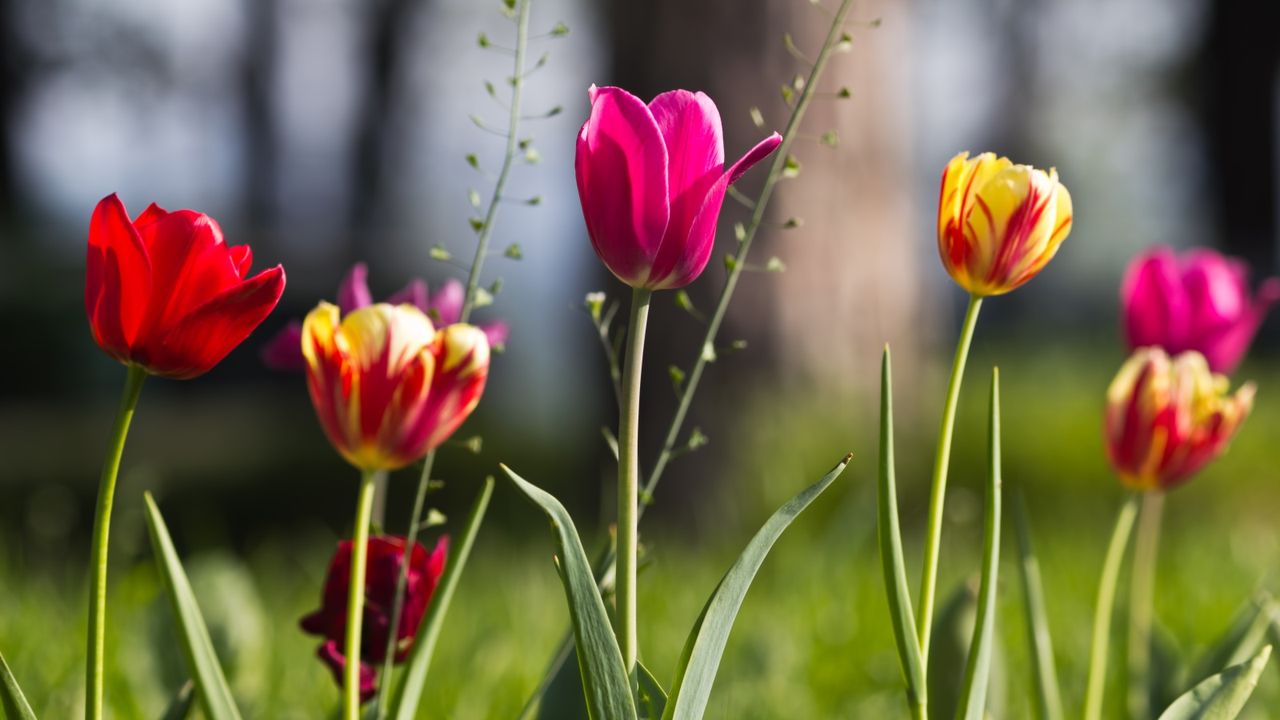 Tulips in a field in red, pink and yellow