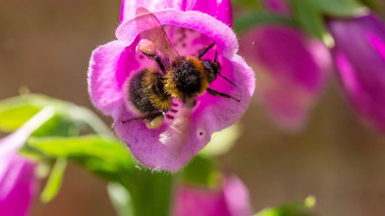 bee inside a purple foxglove