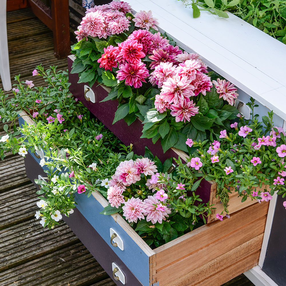 garden with flower plant