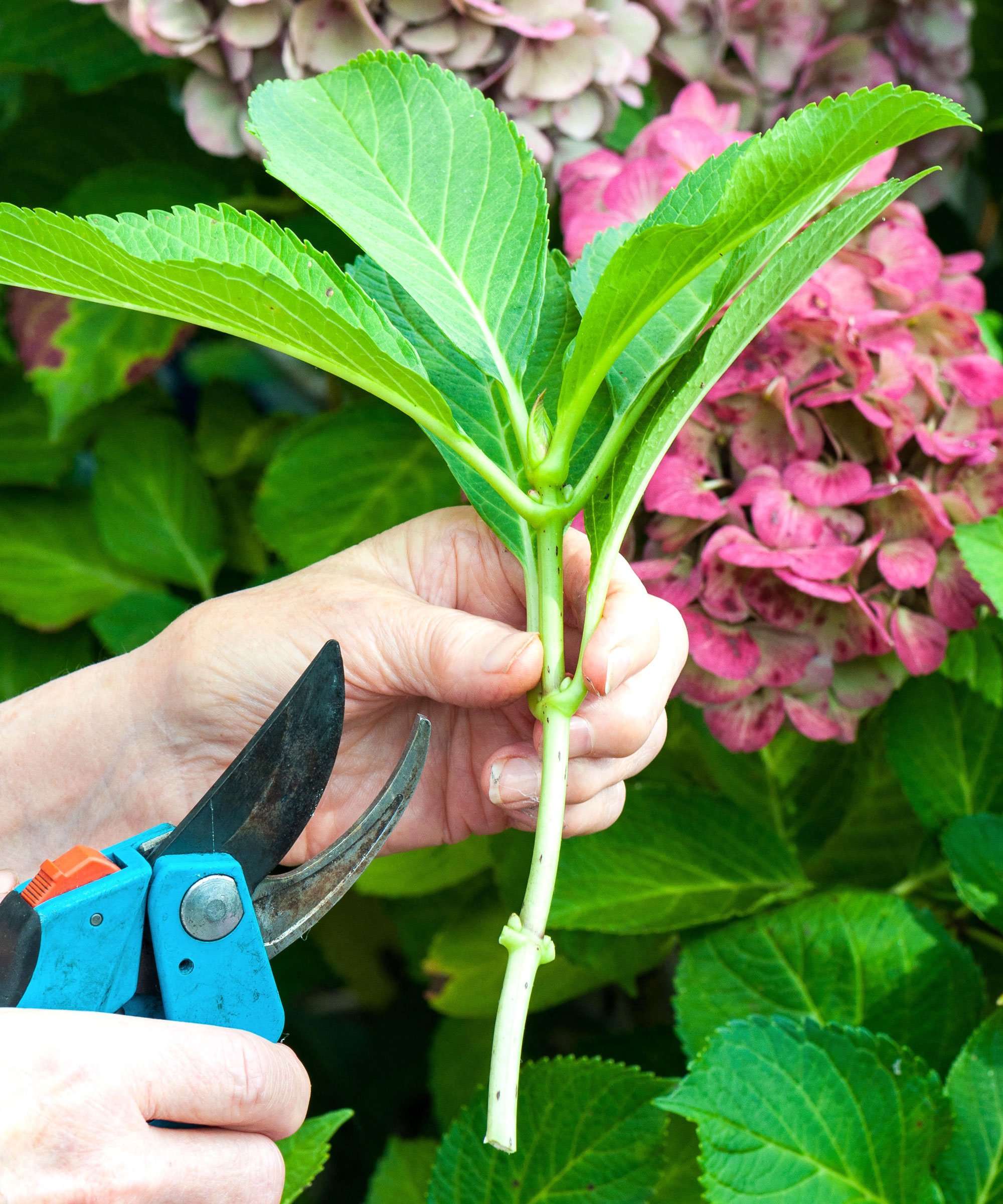 making hydrangea cutting with blue pruners