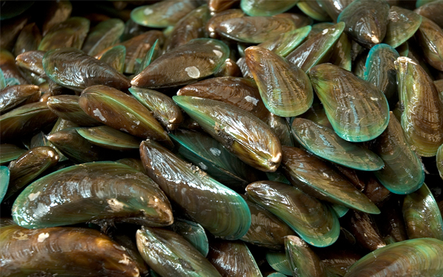 Green-Lipped-Mussels