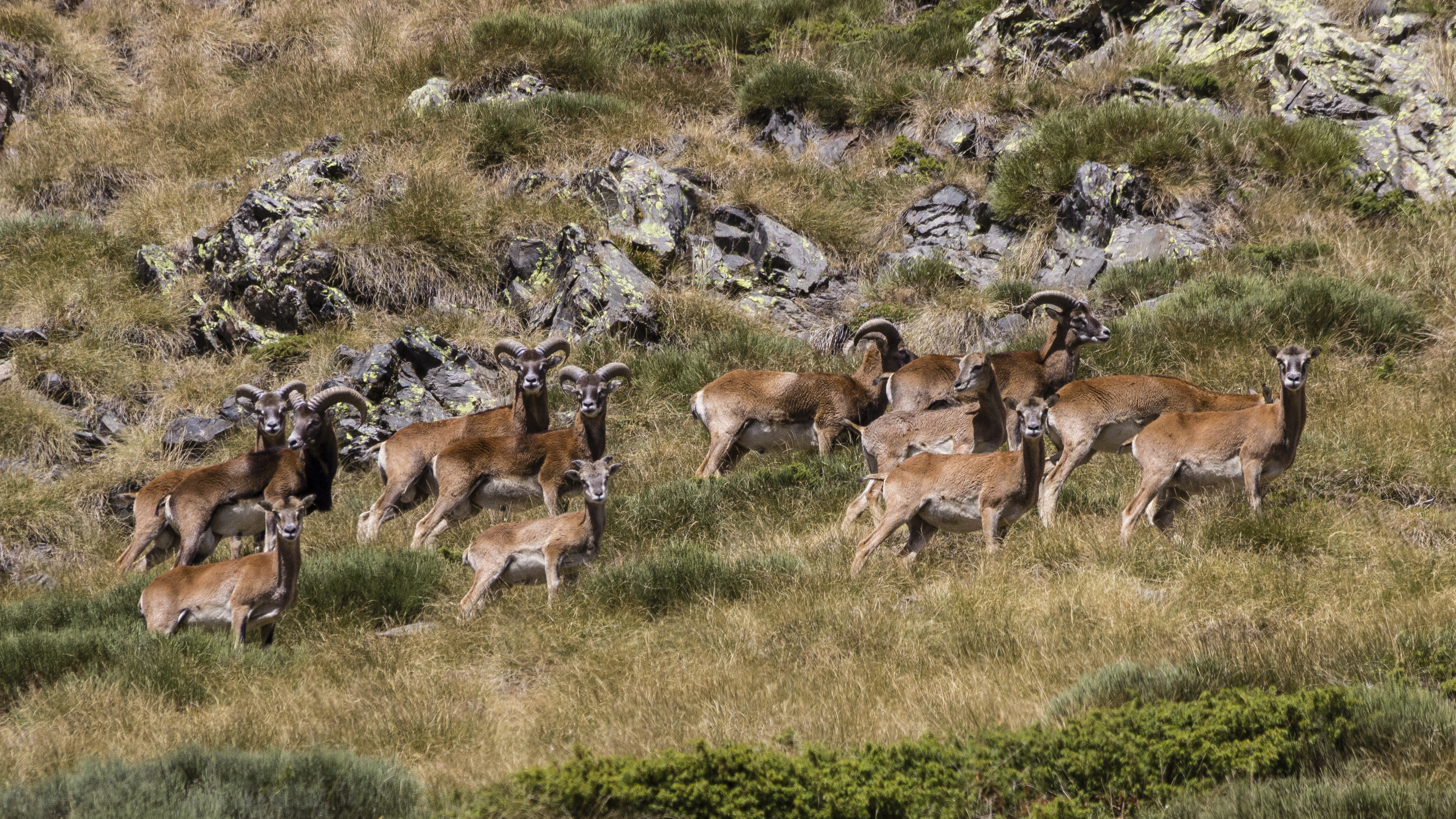 Deer on a mountainside