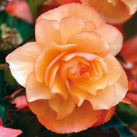 Begonia 'Fragrant Falls Apricot' from Dobies
