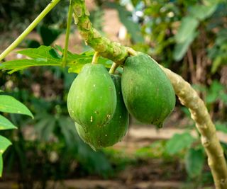 Papaya fruits hanging from the tree