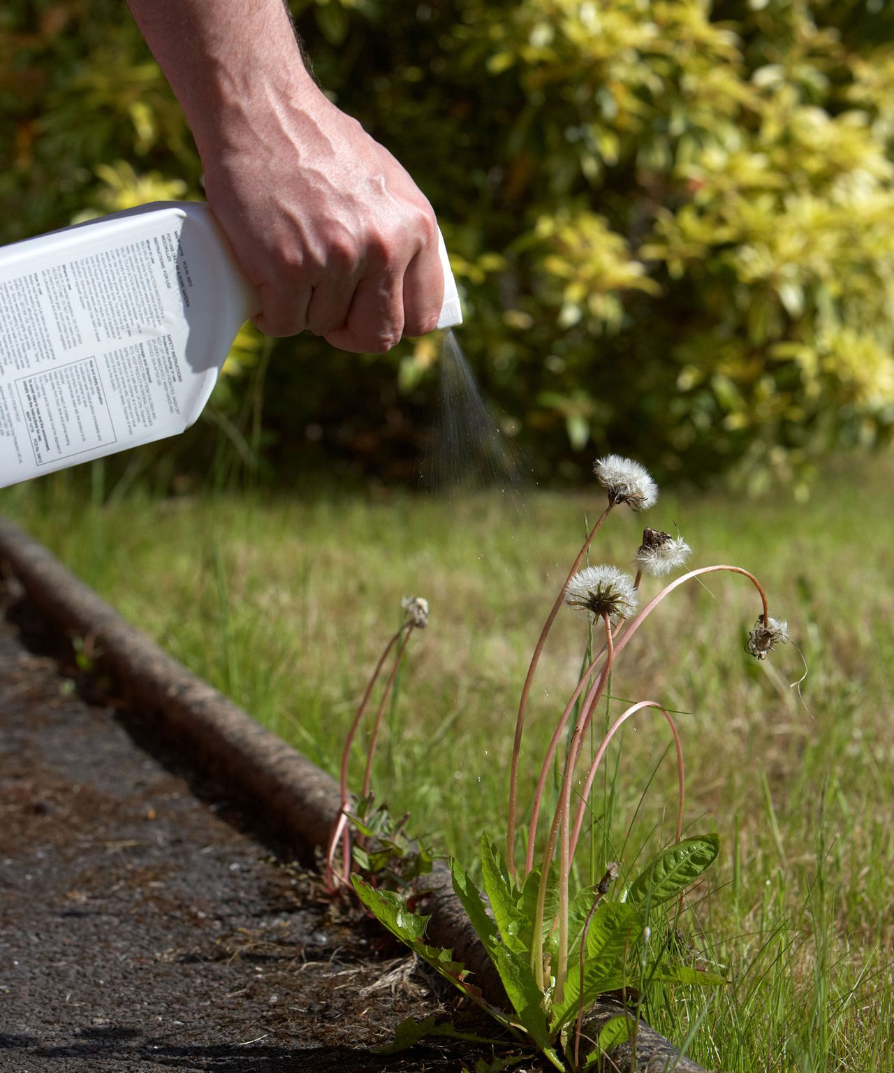 Using white vinegar to kill dandelions does it work? Gardeningetc