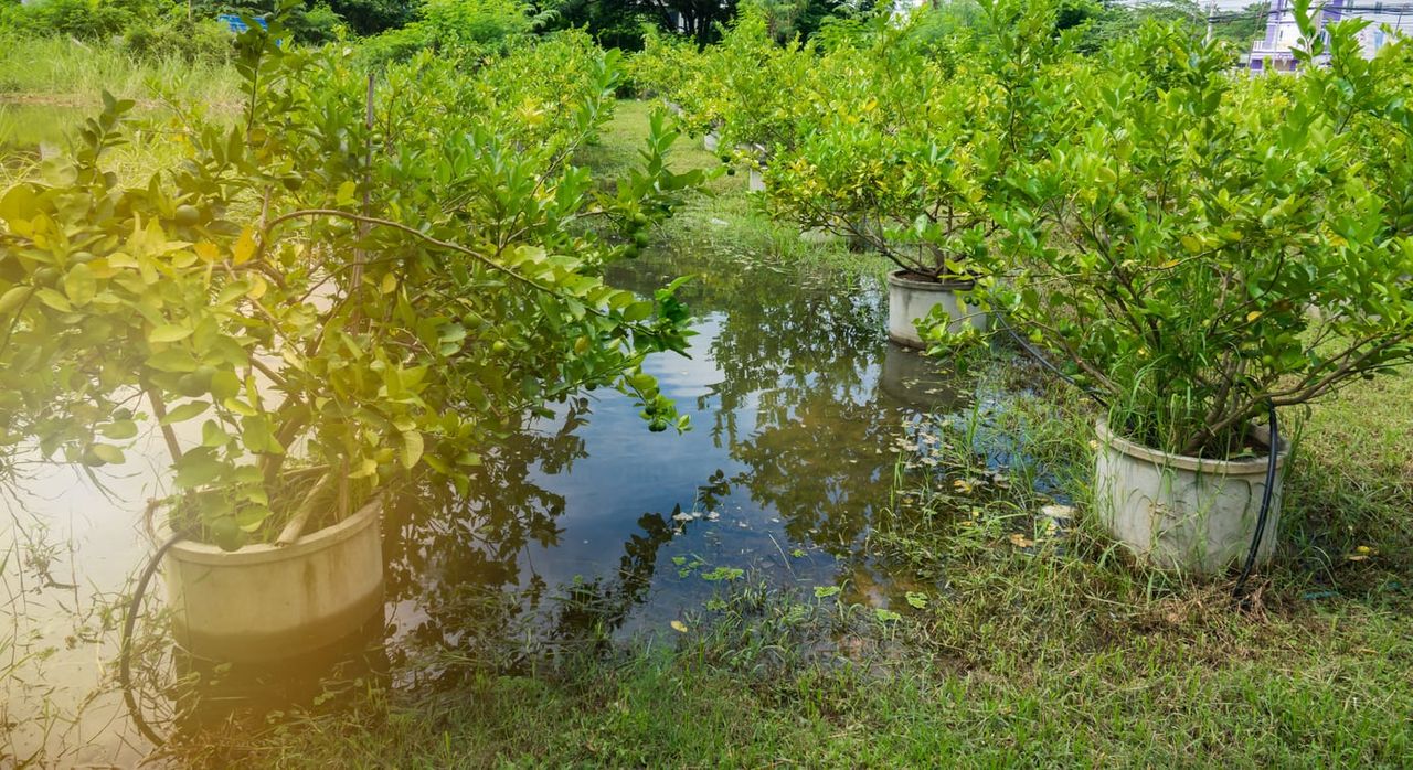 Potted Fruit Trees In Wet Soil