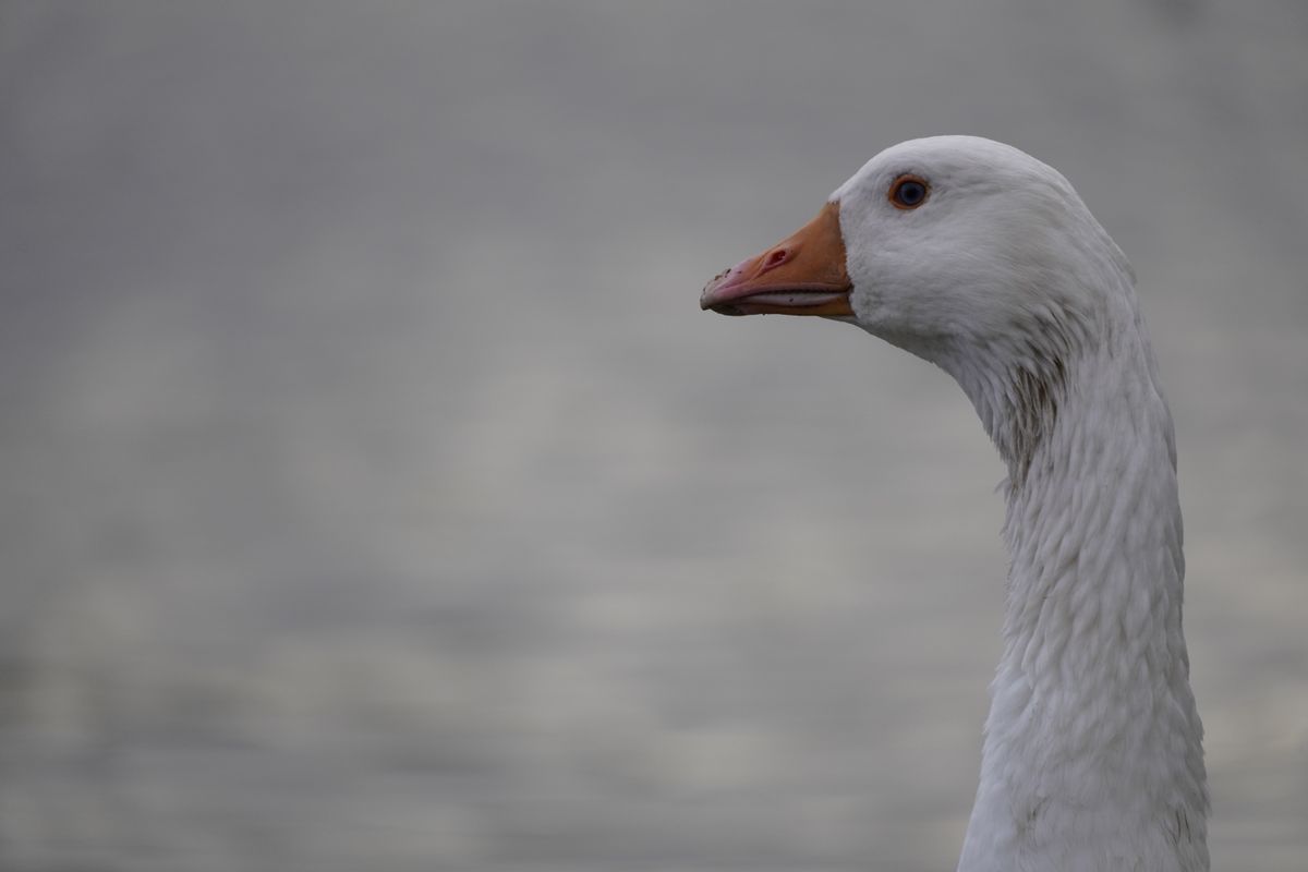 Sony A6600