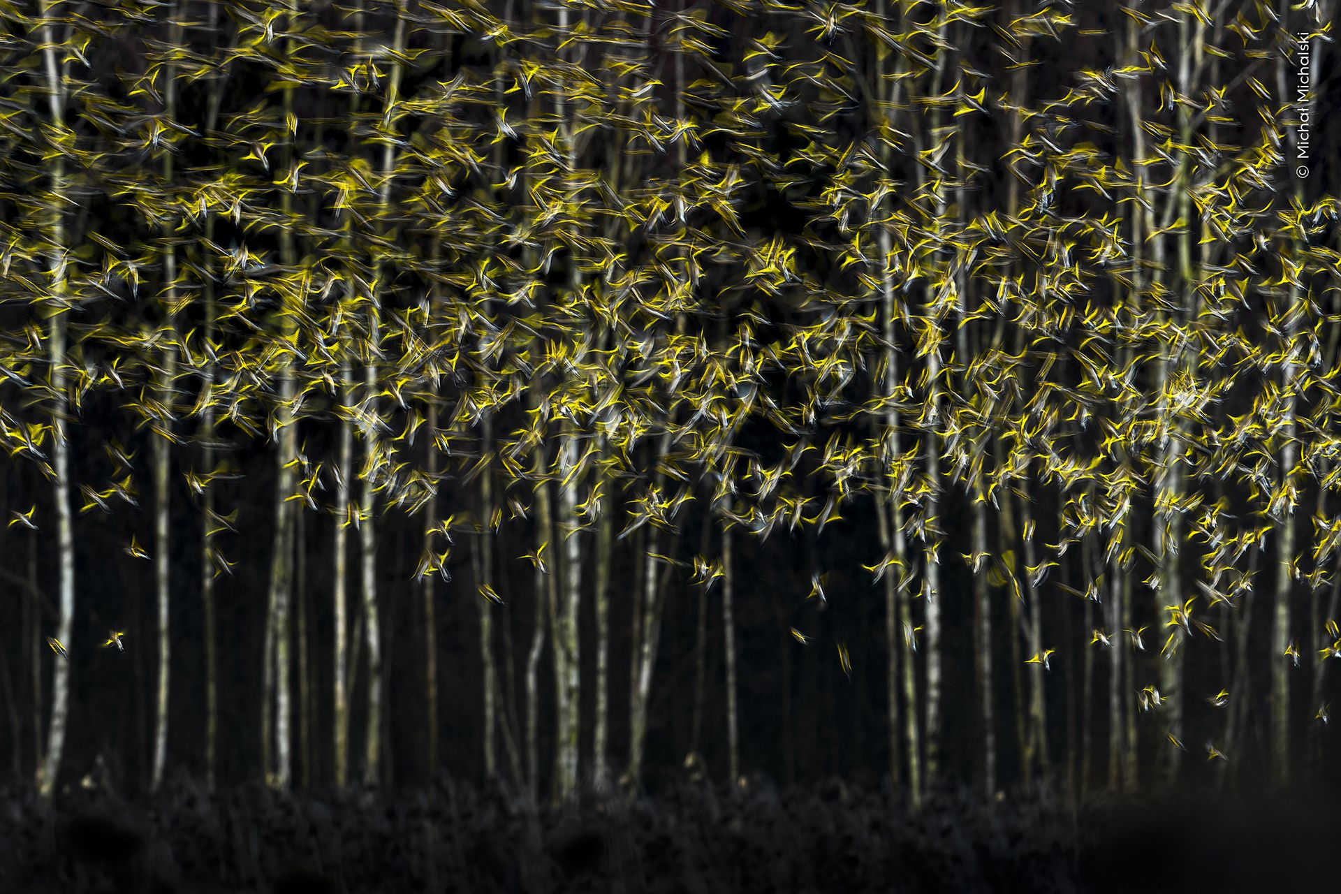 Goldfinches and bramblings, take to the sky, startled by a sparrowhawk, and a slow shutter speed creates the illusion of trees still swathed in autumn foliage