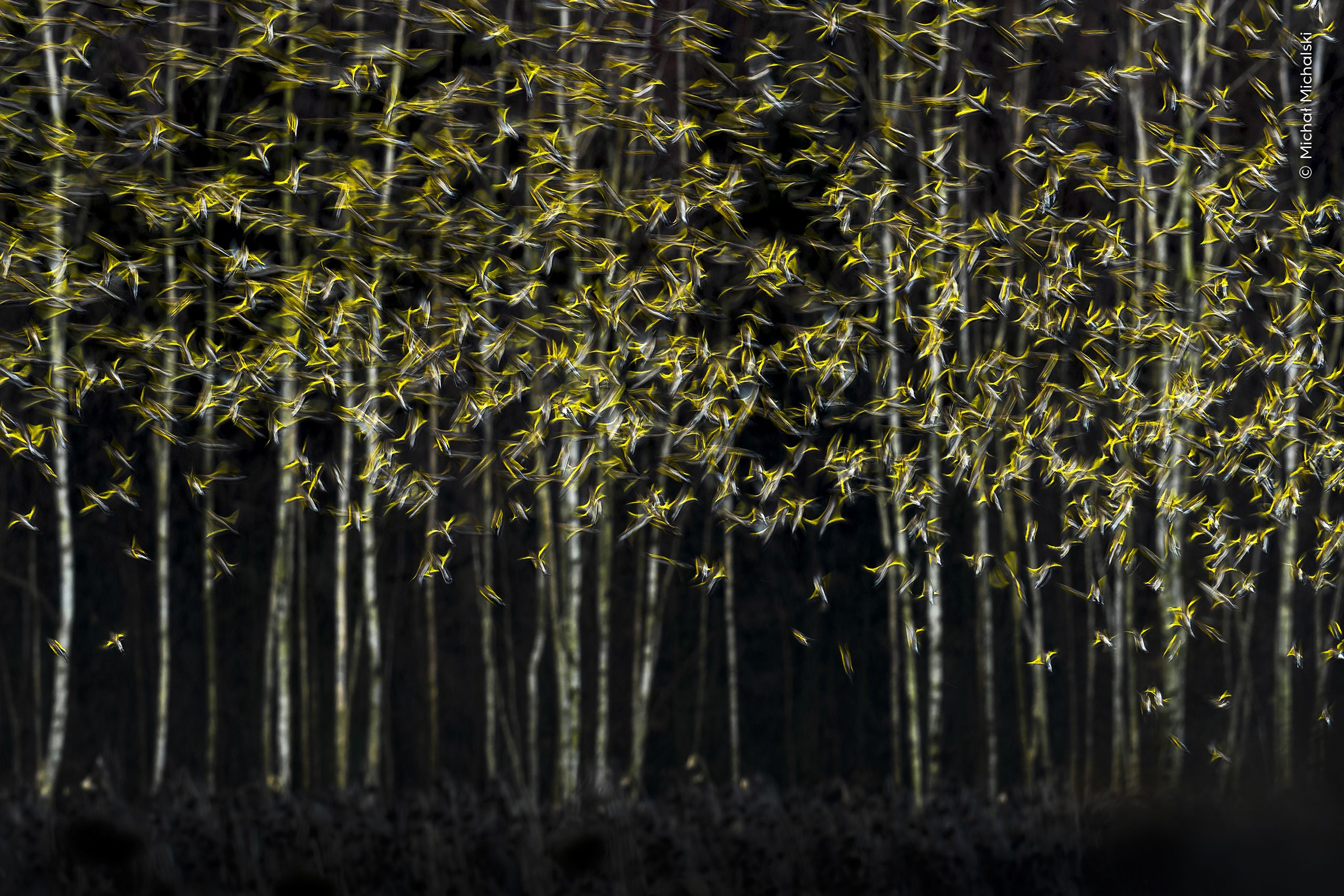 Goldfinches and bramblings, take to the sky, startled by a sparrowhawk, and a slow shutter speed creates the illusion of trees still swathed in autumn foliage