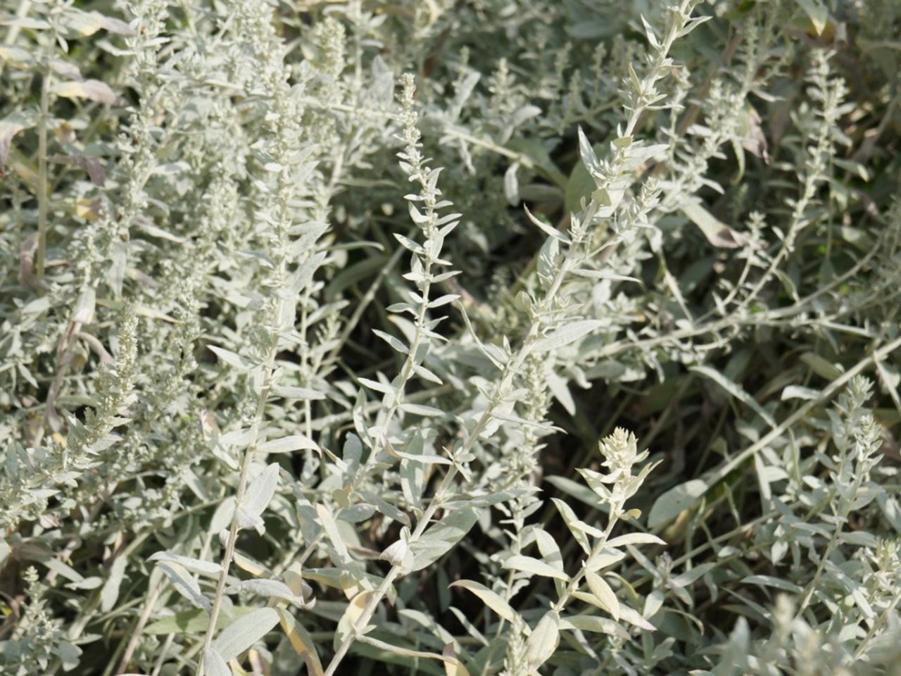 Silver-Gray Colored Plants In The Garden