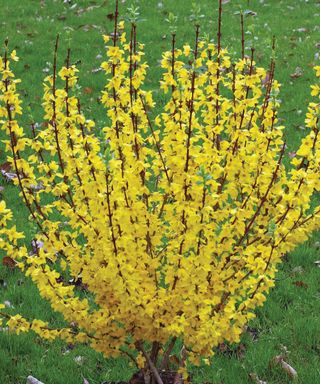 Show Off dwarf forsythia recently planted in spring