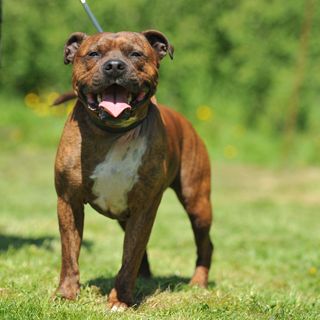 staffordshire bull terrier