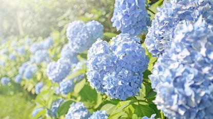 Blue hydrangeas in the sun