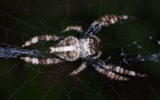 Darwin's bark spider, Caerostris darwini, has the world's largest spider web.