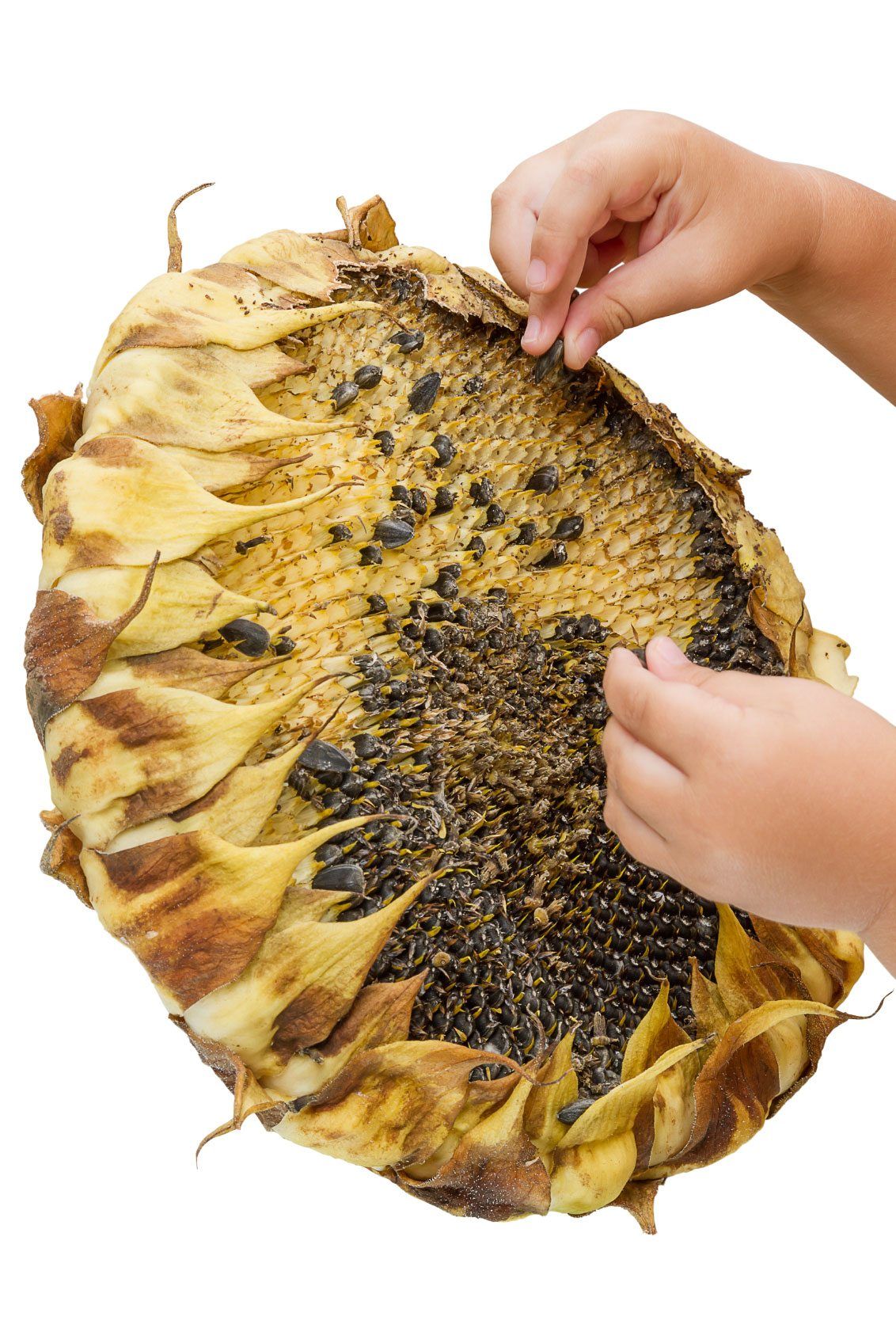 Child Taking Sunflower Seeds Out Of A Sunflower Plant