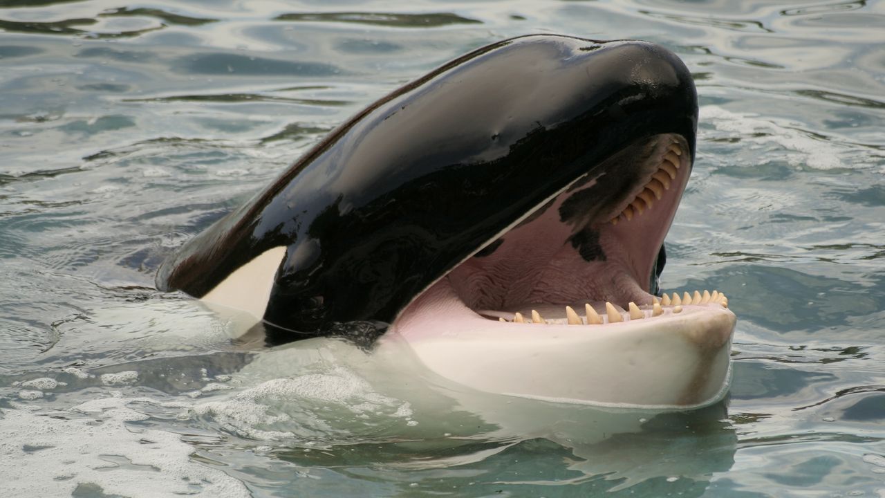 An orca raises its head out of the water, showing its large teeth