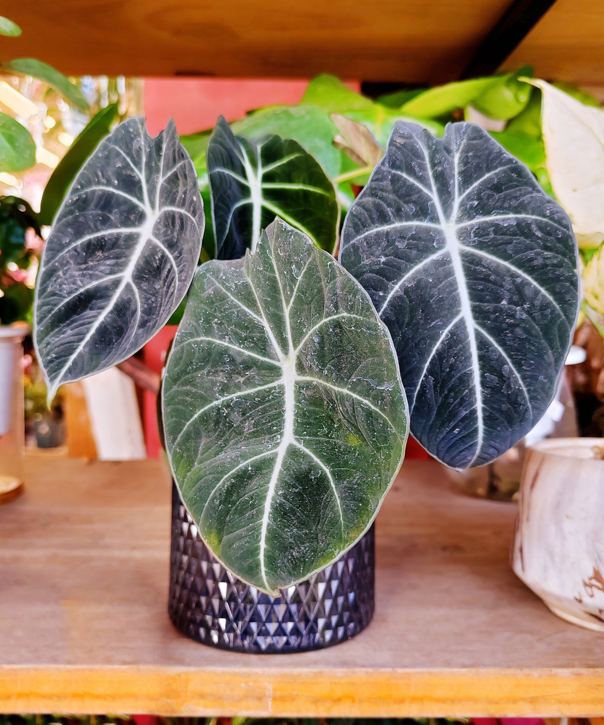 Alocasia Black Velvet