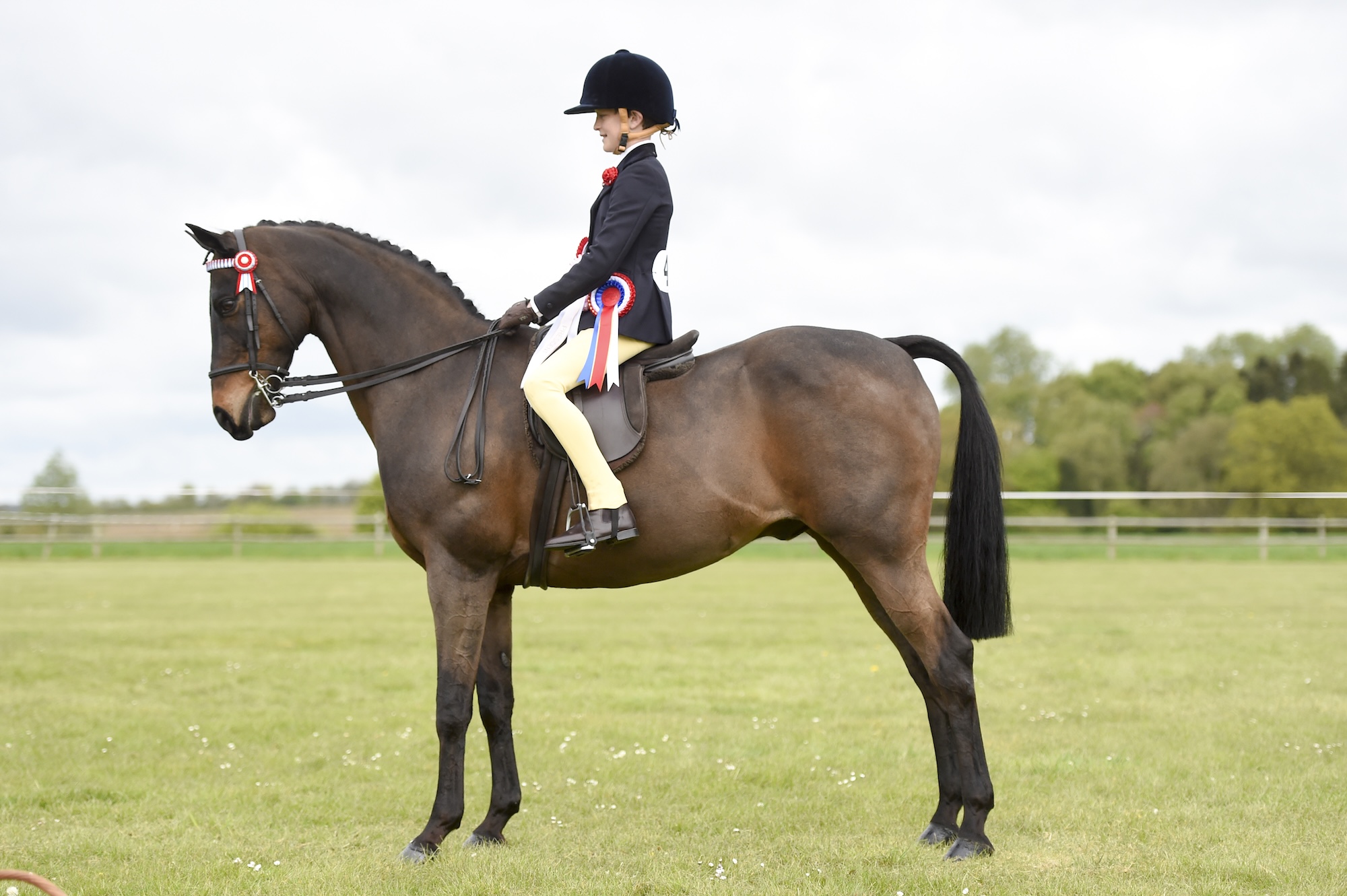 Roseview Limited Edition in the ring