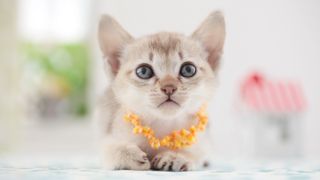 Singapura kitten