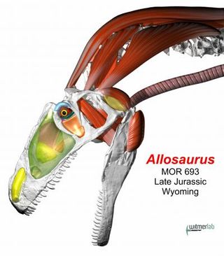 Allosaurus Head & Neck