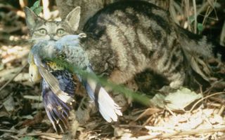 A feral cat pauses for the camera after killing an Australian rosella parrot.