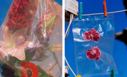 Light, Bouquet in plastic and right, Orchids Vacuum Packed