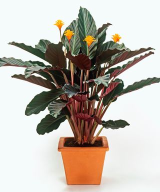 Calathea crocata (Calathea), houseplant with orange flowers and red and green leaves, in terracotta plant pot