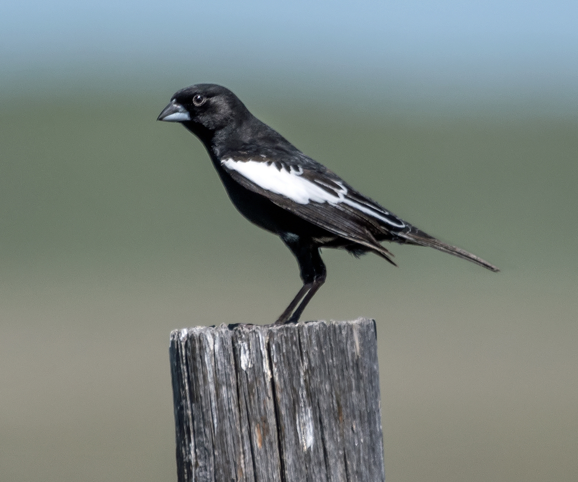 The state birds of the USA - lake bunting
