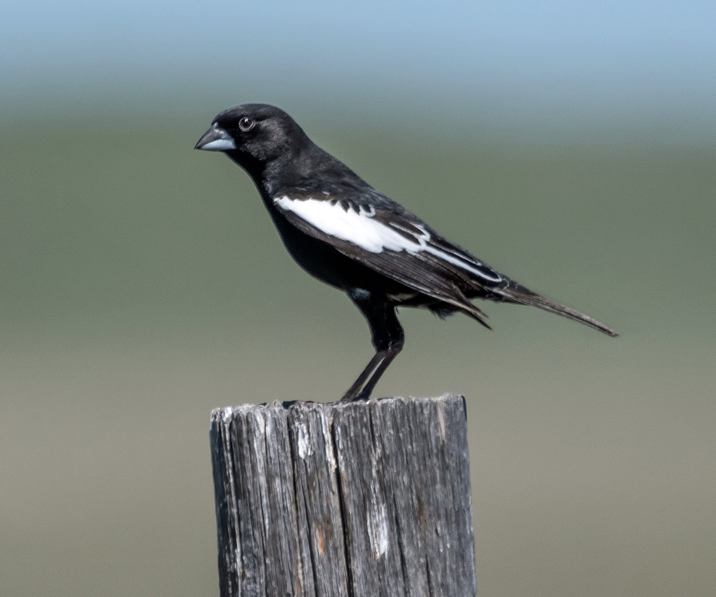 The state birds of the USA - lake bunting