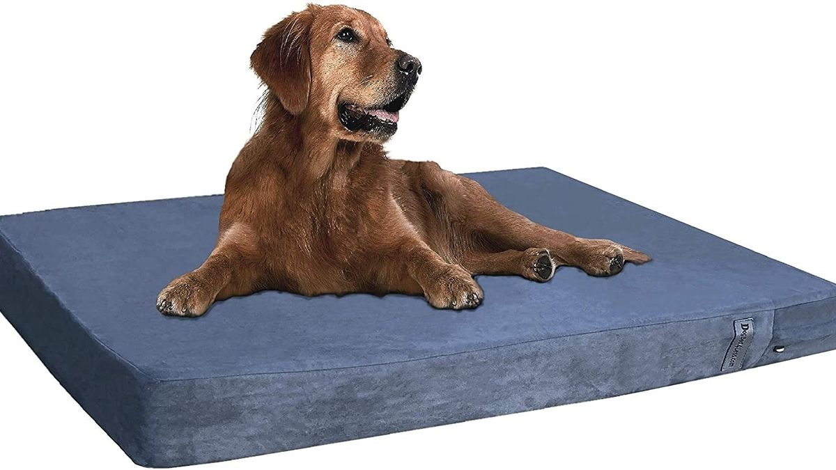 Best Orthopedic Dog Bed 2024: Comfy Beds For Senior Dogs | PetsRadar