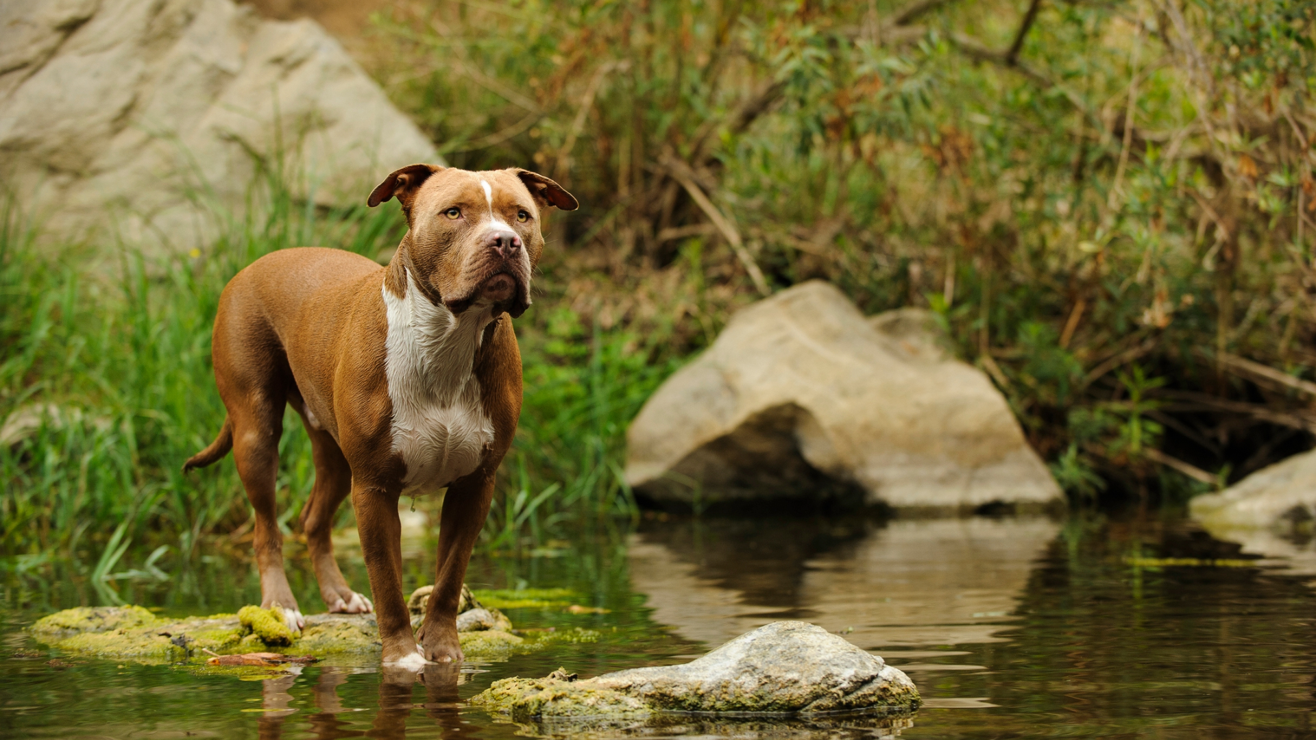 A pitbull standing in a stream